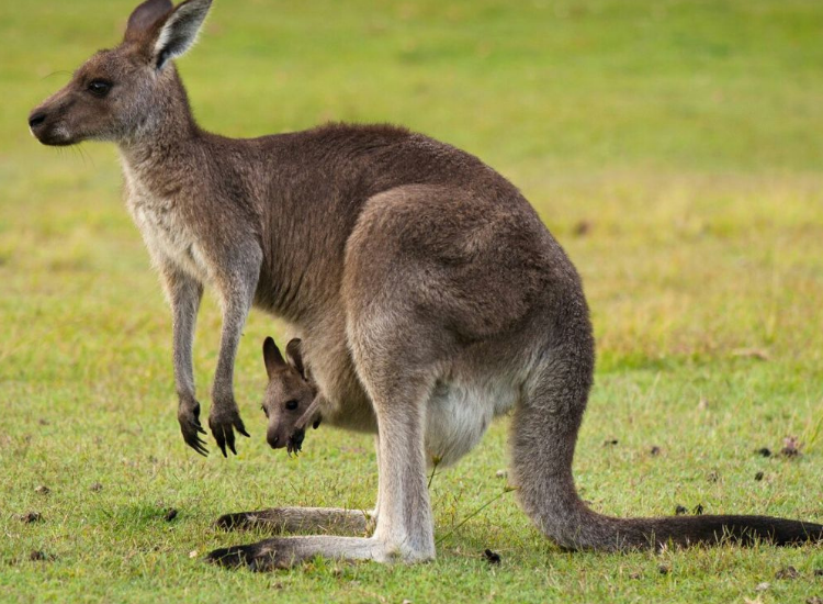 Kangaroo mẹ mang con trong túi trước – hình ảnh đặc trưng của động vật Úc